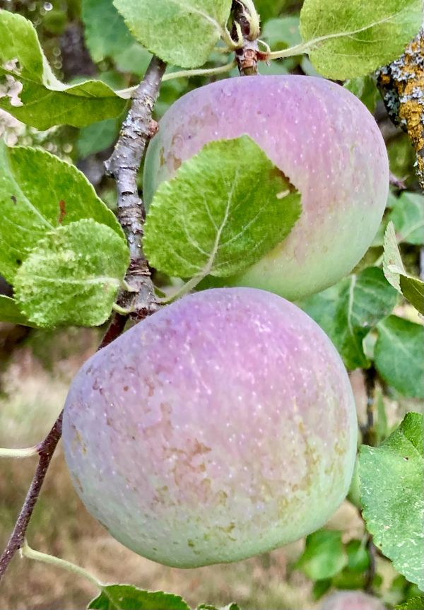 Blushing, ripening apples thumbnail