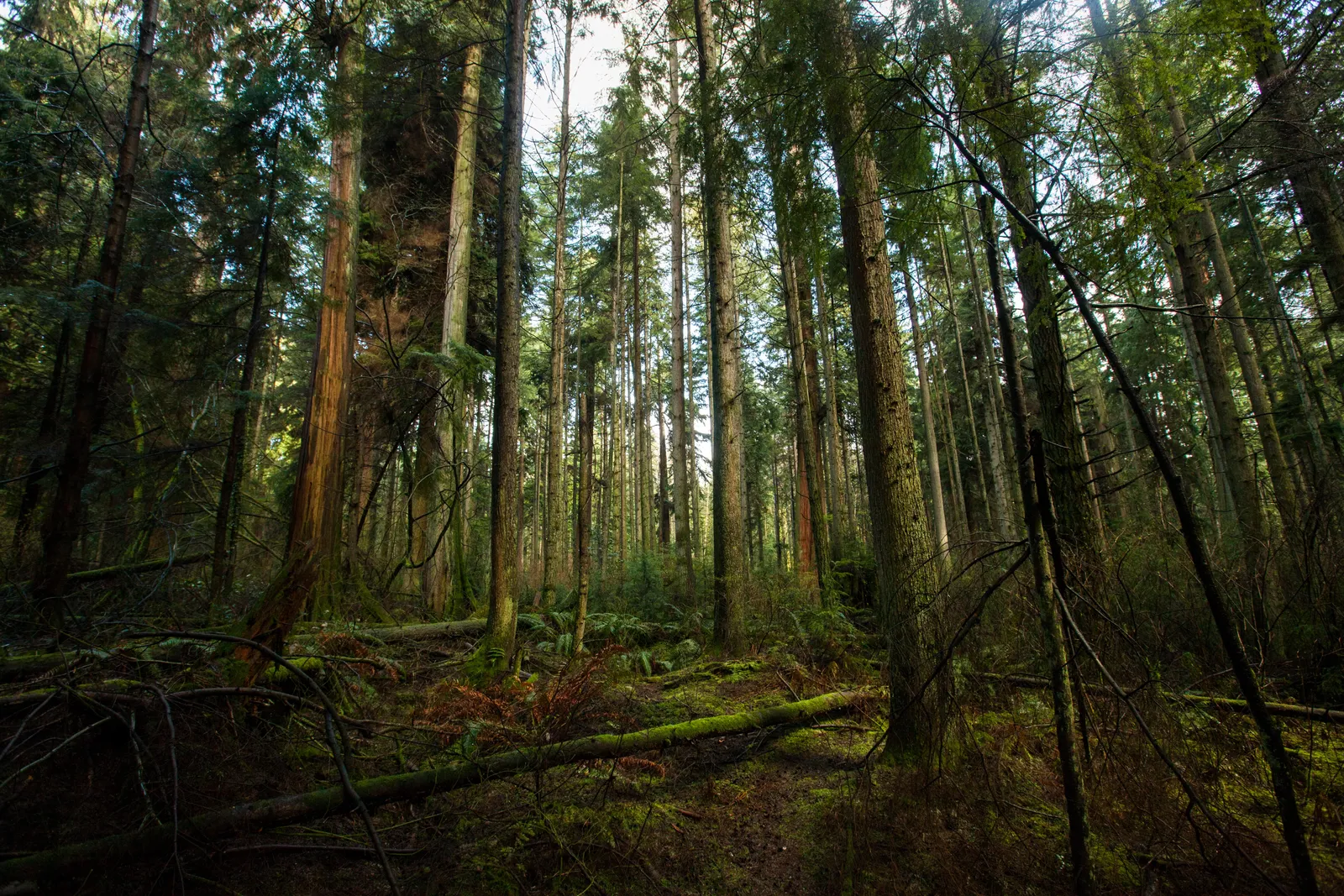 Do Trees Talk to Each Other?, Science