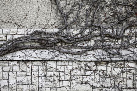 Crawling bare ivy on wall. 