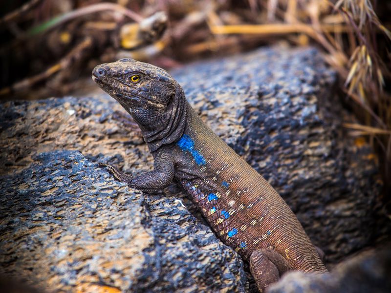 king lizard dinosaur