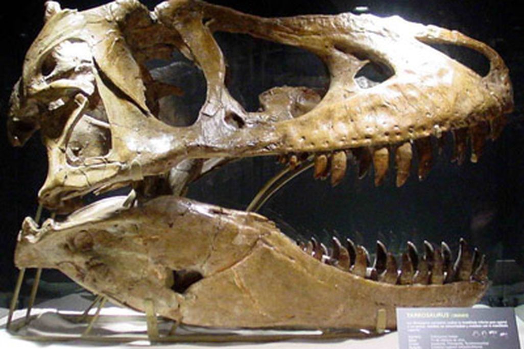 20110520083110800px-tarbosaurus080eue.jpg