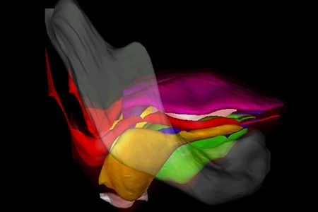 A new and improved model of the human tongue.