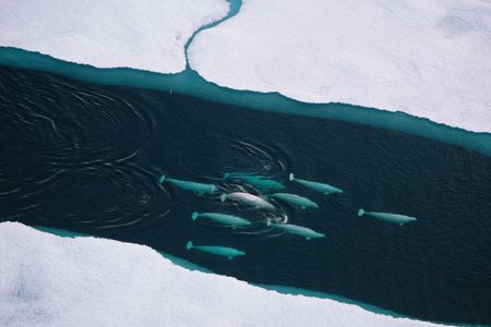Whales are tricky to see from a satellite. Belugas, with their light skin standing out against the water, are a bit easier to spot.