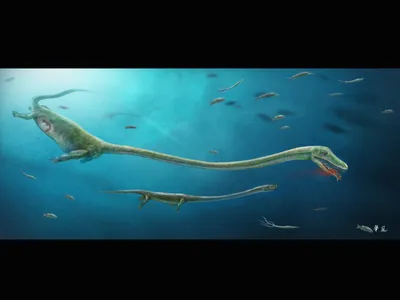 An artist's rendition of Dinocephalosaurus carrying her baby through the ancient ocean.