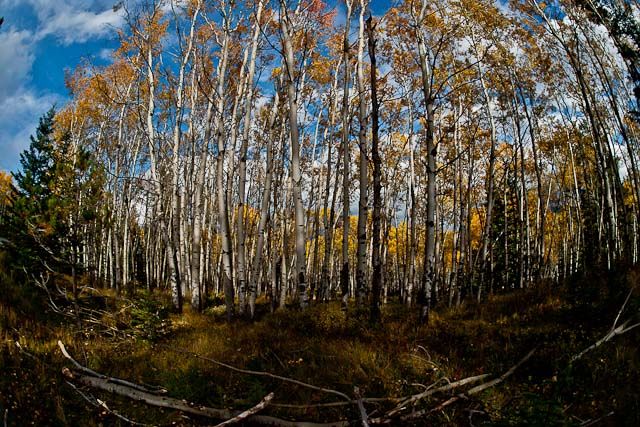 Aspen Trees | Smithsonian Photo Contest | Smithsonian Magazine