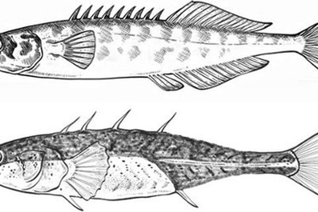 bony plates