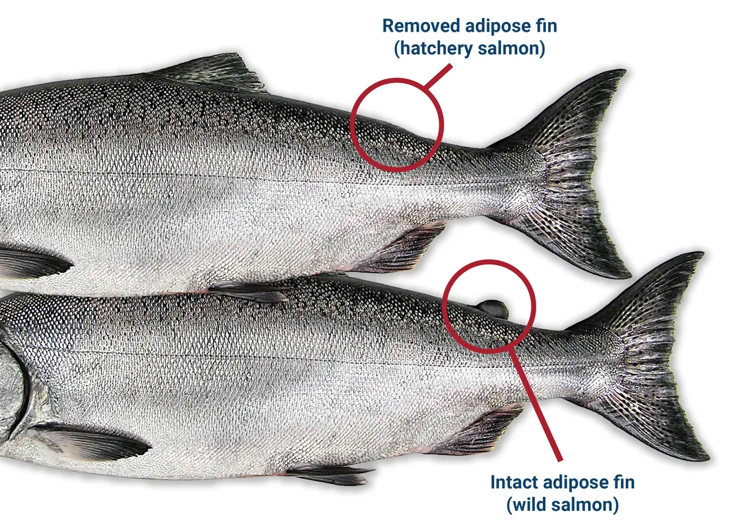 an illustration shows the back ends of fish, one with the adipose fin—located on the lower back above the tail—removed and the other with the adipose fin intact