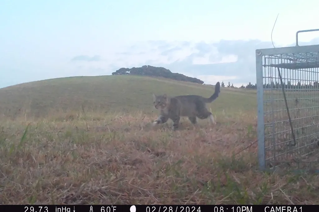 A still from a wildlife camera showing a cat walking across an open grassy area