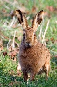 20110520102409brownhare-199x300.jpg