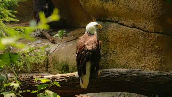 A bald eagle basking in the sunlight thumbnail