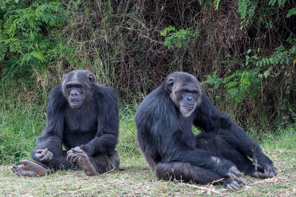 Chimpanzees Relaxing