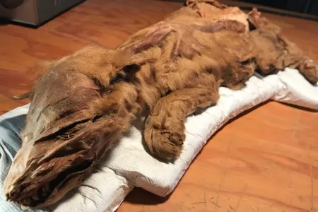 The wolf cub is the better-preserved of the two specimens, with everything from its fur to its tail and curled upper lip still intact