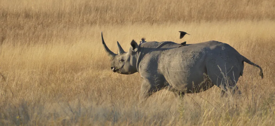 Rhino on the savanna. 