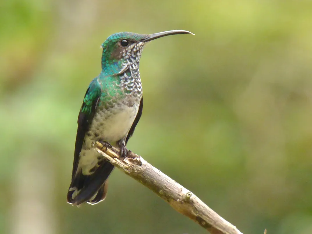A female white-necked jacobin perched on a branch. She has green plumage on her head, back and wings, and spotted grey color on her breast.