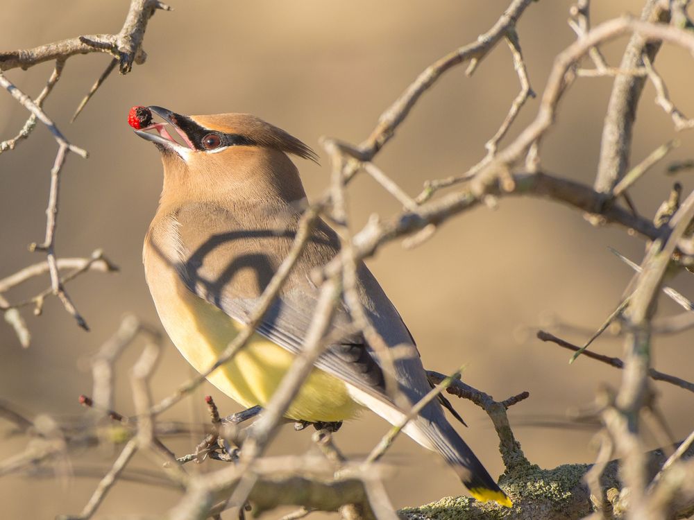 A close up image of a cedar waxwing eating a red berry. The bird is sitting among tree branches.