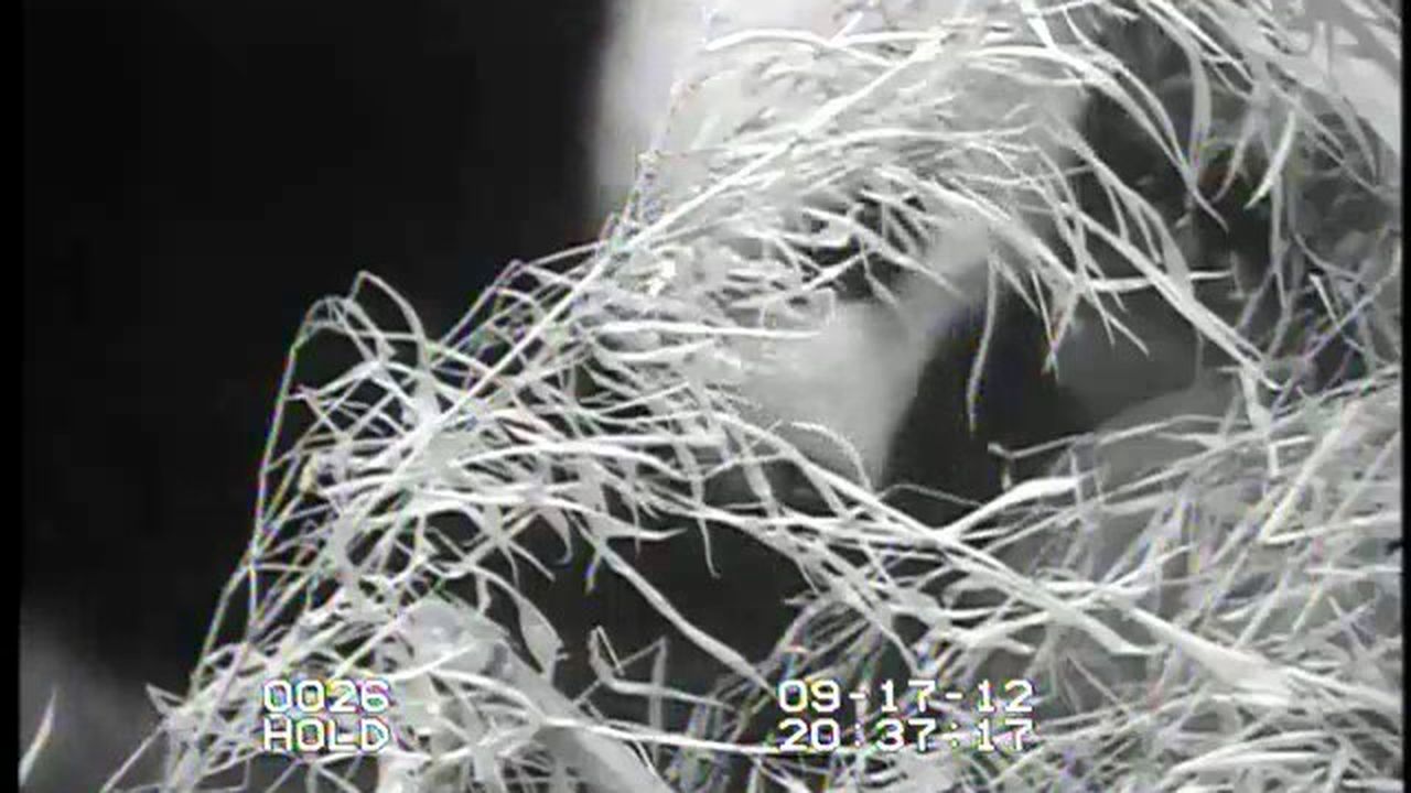 Preview thumbnail for First Glimpse of the National Zoo's Panda Cub