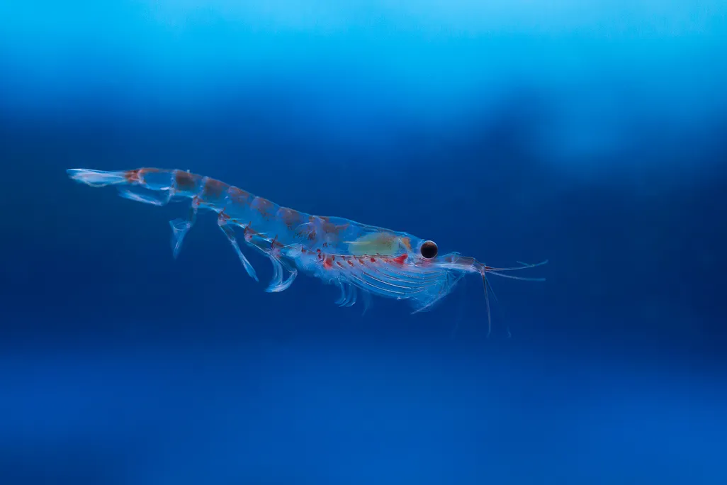 Antarctic Krill
