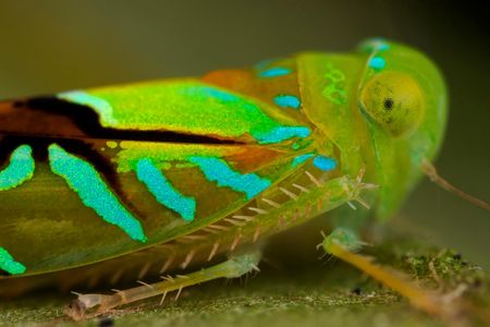 Leafhoppers are known for devastating crops like potatoes and grapes. But they can be a benign presence within a balanced jungle ecosystem. 