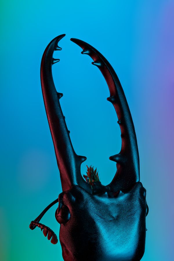 The Alchemy of Light — Portrait of a Stag Beetle thumbnail