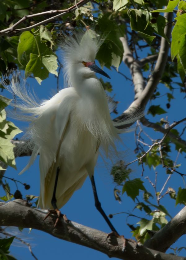 Egret thumbnail