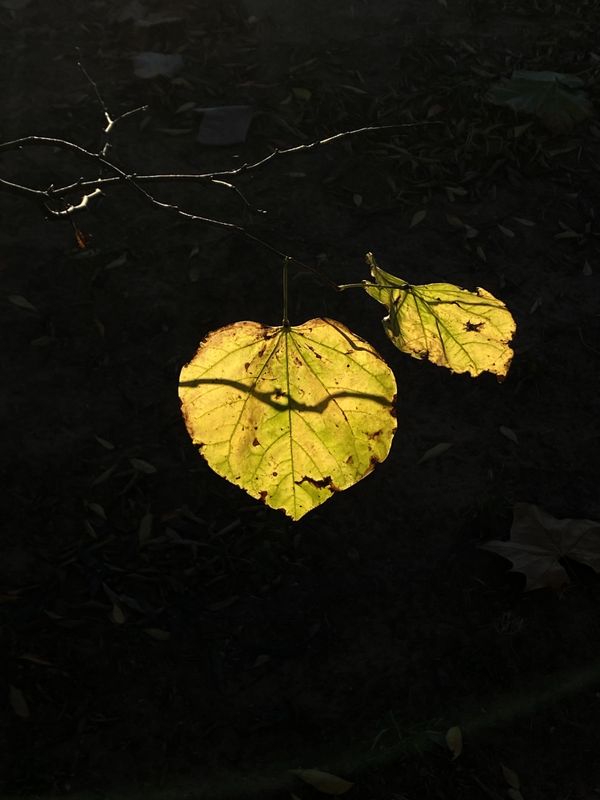 Autumn Glow thumbnail