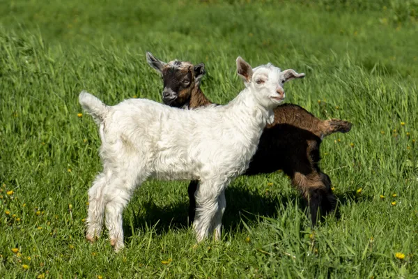 Black and white baby goat on a green lawn thumbnail