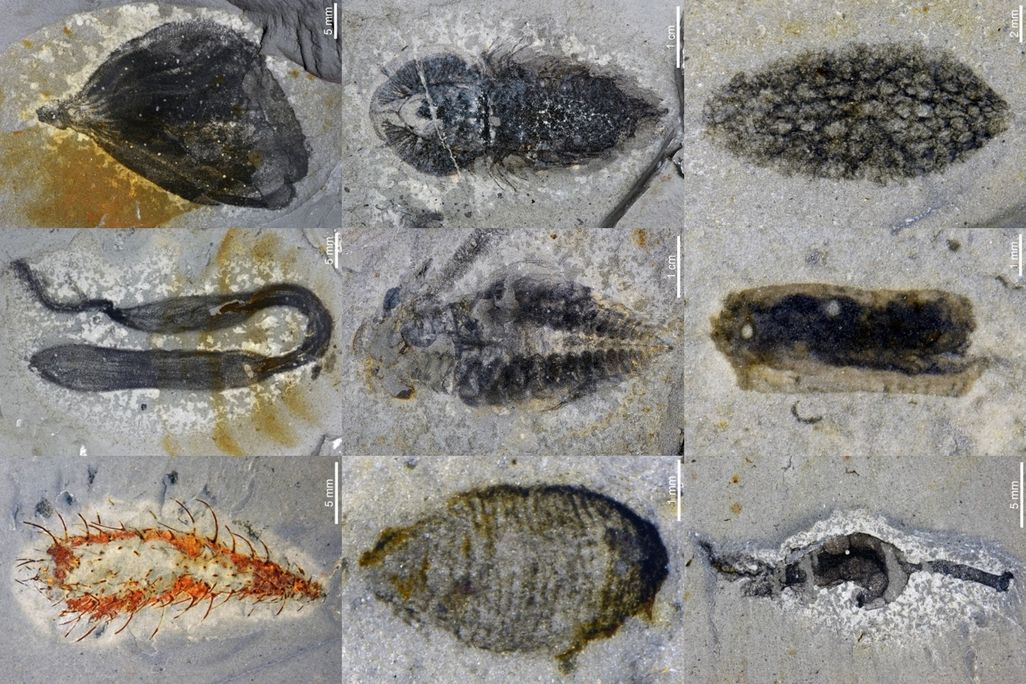 Grid of nine fossils