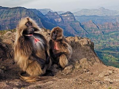 Geladas (a male and female in the Simien Mountains) signal their status with the livid skin on their chests.