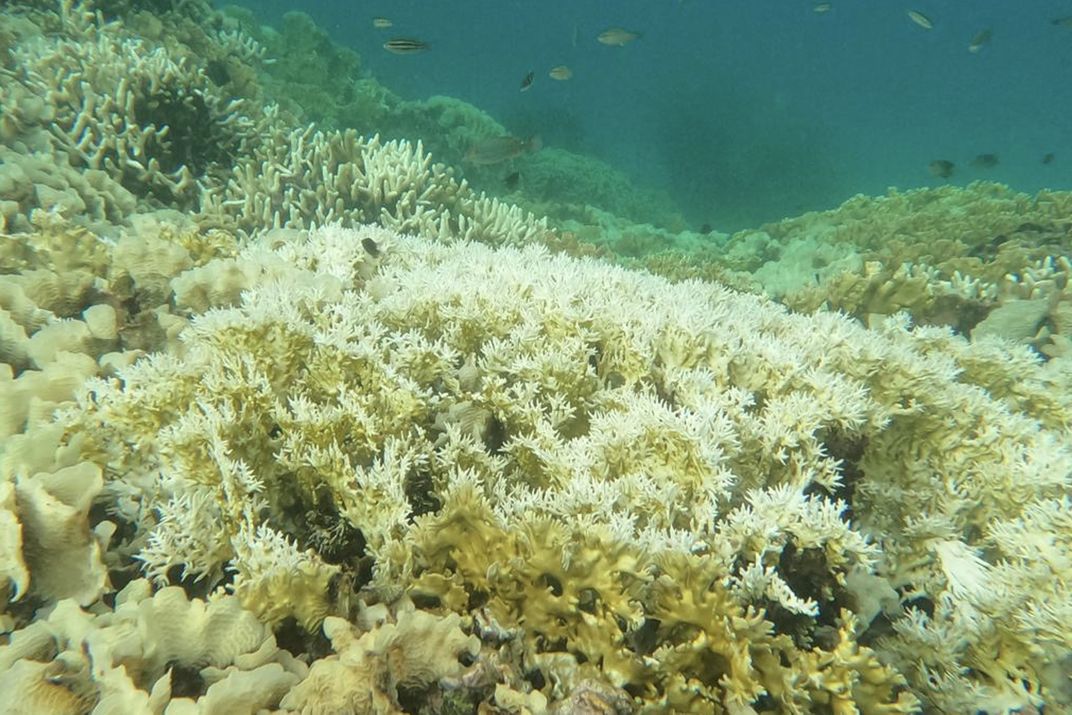 Why Are There Suddenly So Many Bleached Corals Along the Caribbean ...