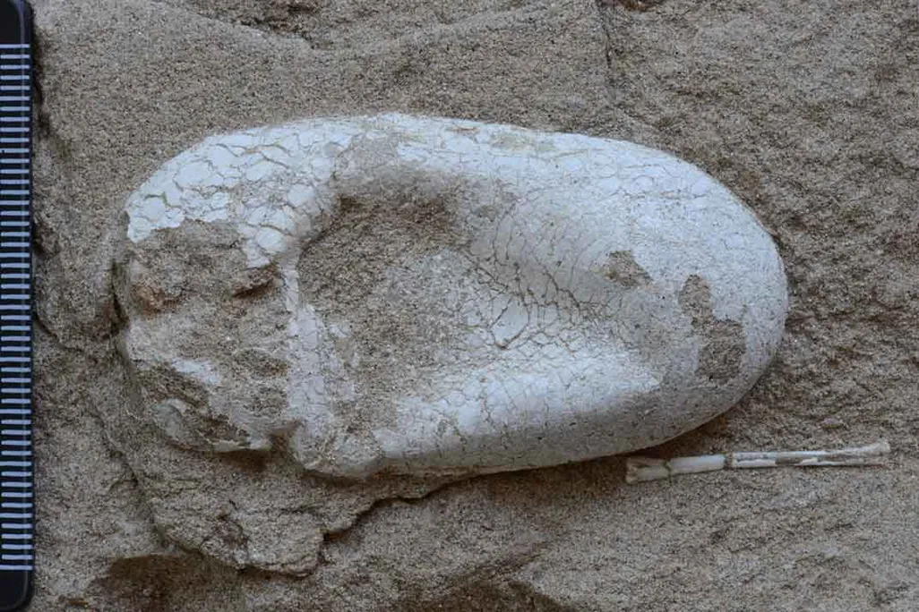 Pterosaur egg