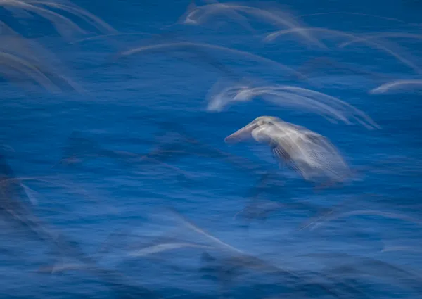 A Brown Pelican Outflanked by Terns thumbnail