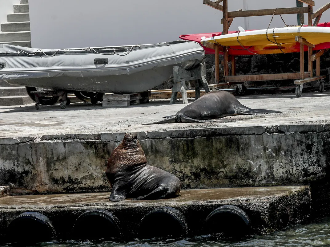 Sea Lions in Peru