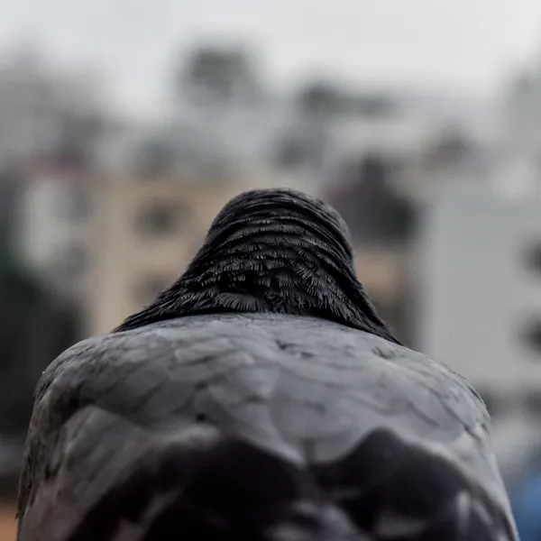 Cityscape Sentinel thumbnail