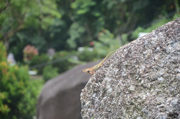 Small Lizard thumbnail