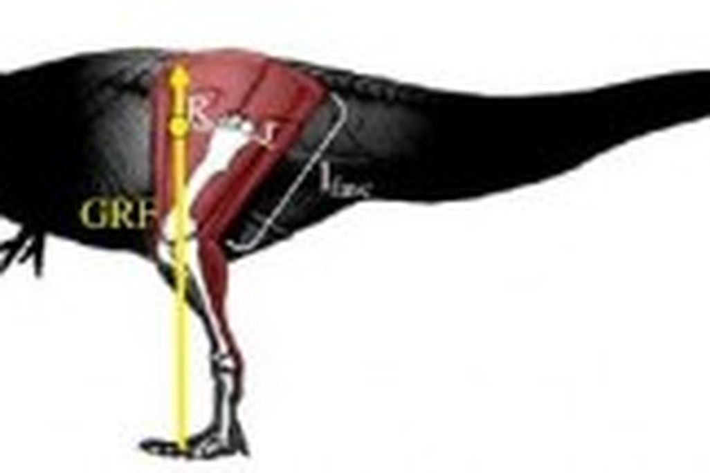 20110520083155tyrannosaurus-measurement-300x108.jpg