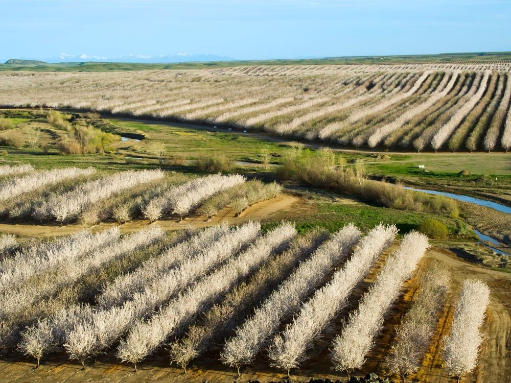 Almond Trees