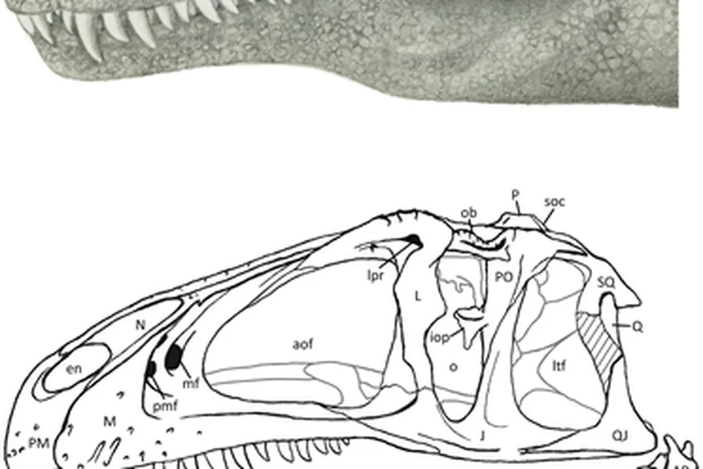 20110520083311acrocanthosaurus-head.png