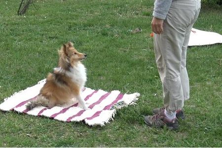 The dogs moved off a mat that had a toy attached to it, showing that dogs may understand their body size and where they are in the environment when solving a task. 
