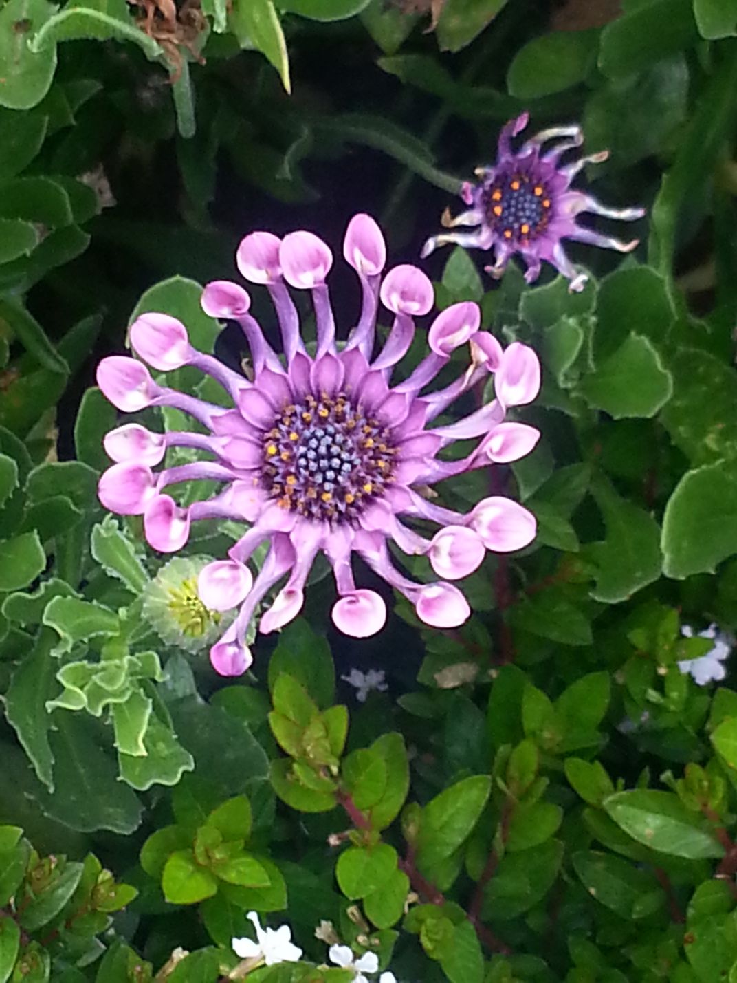 Octopus flower | Smithsonian Photo Contest | Smithsonian Magazine