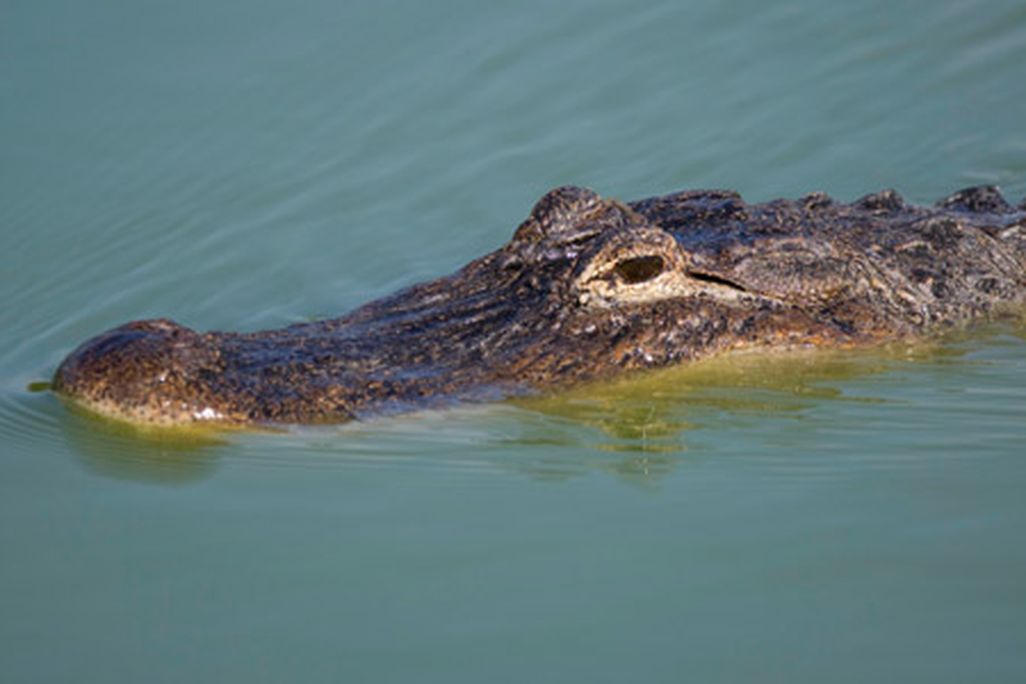 An American alligator