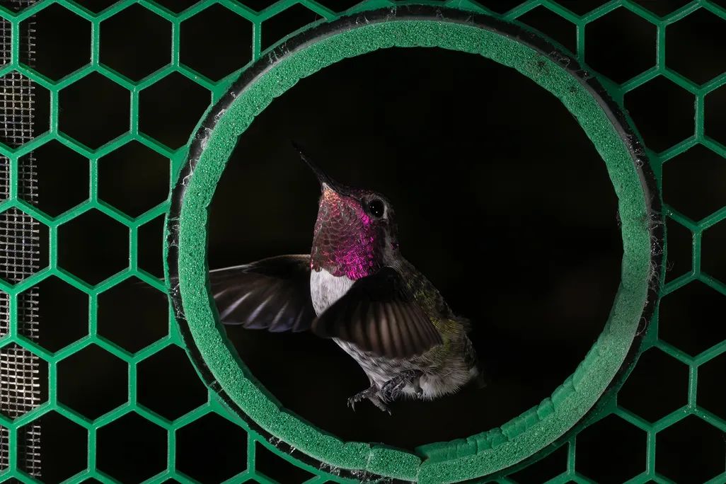 Colorful hummingbird flying through green hole with wide green mesh surrounding