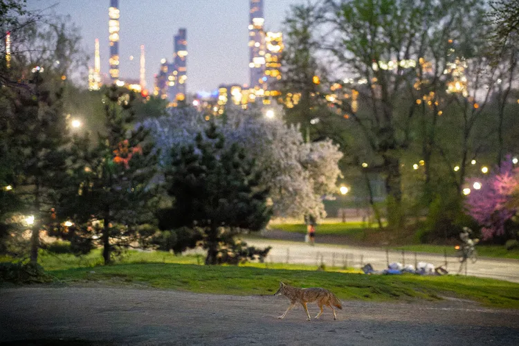 Coyote in Central Park