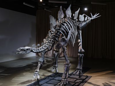 The&nbsp;Stegosaurus named Apex is on display at the American Museum of Natural History in New York City.