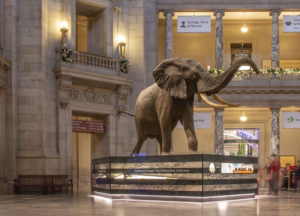 The National Museum of Natural History rotunda is lit up with green garlands hanging from the balconies, with the elephant standing the the middle of the image.