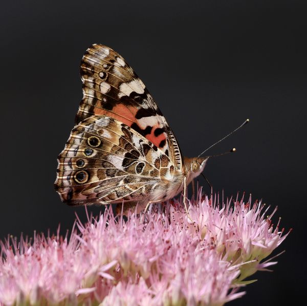 painted lady butterfly on pink flower thumbnail
