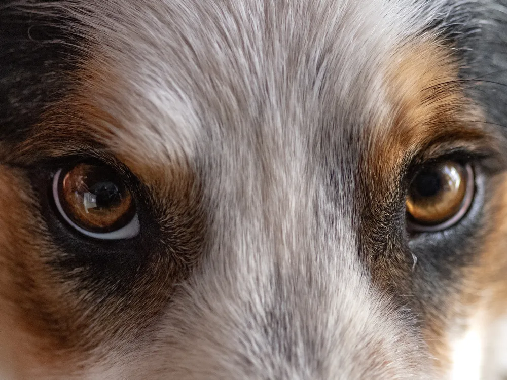 close-up on a dog's brown eyes