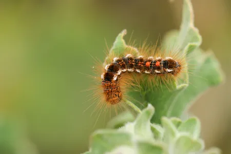 Browntail moth caterpillars have small hairs that can cause a poison ivy-like rash and difficulty breathing in humans.