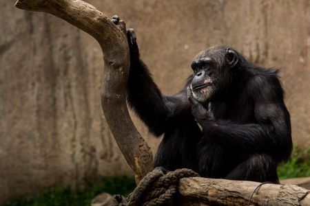 ENGS peaks in March during the dry season and researcher’s suspect that something within the chimps’ biology or in their environment is prompting the disease 
