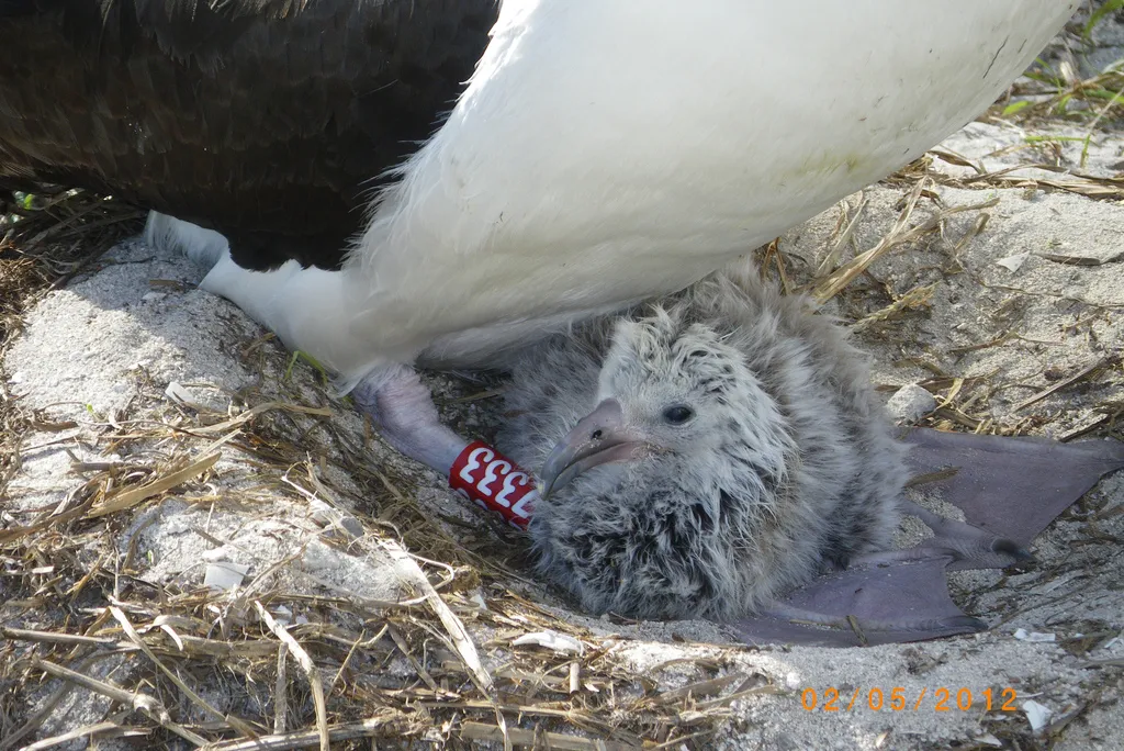 Wisdom the Albatross with the chick she hatched last year.