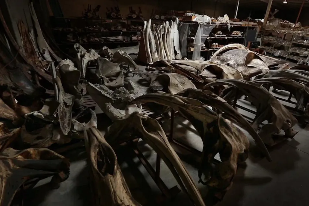Whale warehouse.jpg